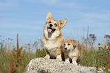 CORGI PEMBROKE 790